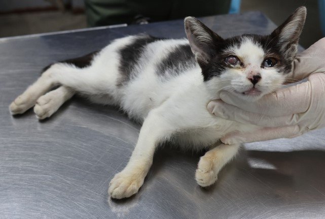 제주 동물보호센터_450650202502893